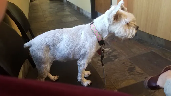 Animal Dermatology Clinic Picture 10