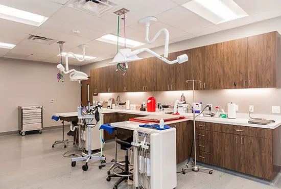 Dallas Veterinary Dentistry & Oral Surgery Picture 2