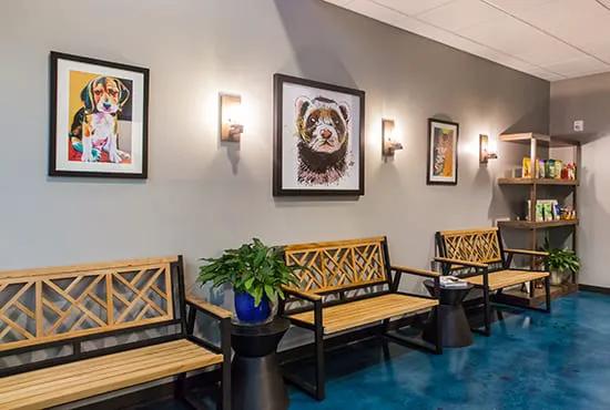Dallas Veterinary Dentistry & Oral Surgery Picture 6