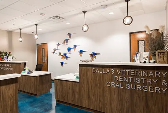Dallas Veterinary Dentistry & Oral Surgery Picture 4