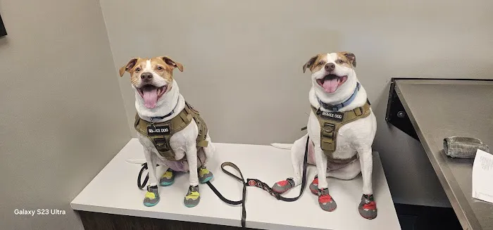 Dallas Veterinary Dentistry & Oral Surgery Picture 9