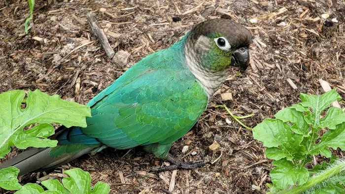 Texas Avian & Exotic Hospital Picture 1