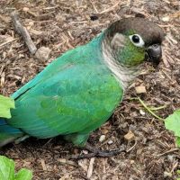 Texas Avian & Exotic Hospital ico