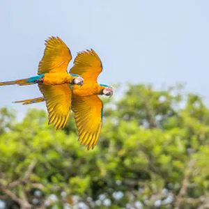 Texas Avian & Exotic Hospital Picture 9