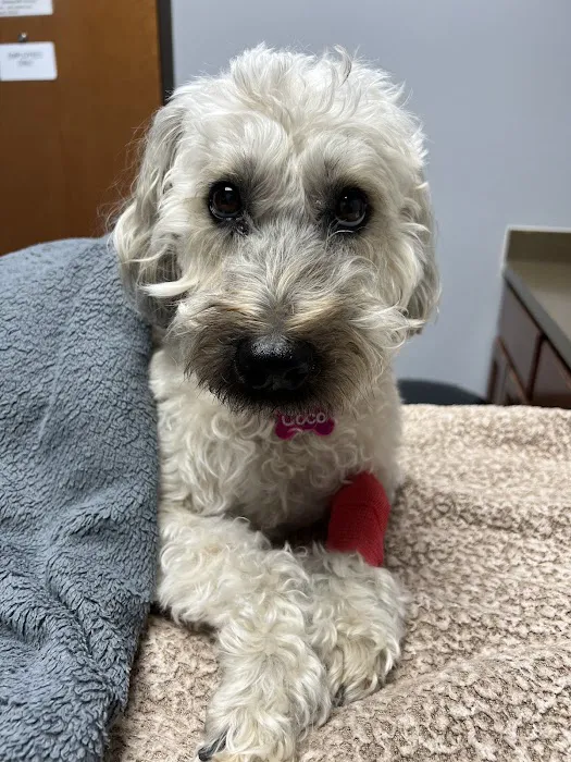 Animal Emergency Hospital of North Texas Picture 5