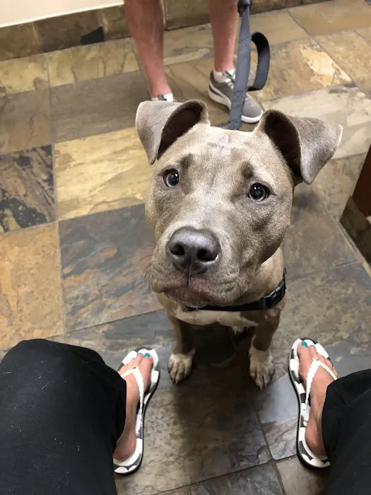 Animal Emergency Hospital of North Texas Picture 6