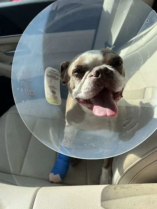 Animal Emergency Hospital of North Texas Picture 8