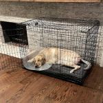 Dallas Veterinary Surgical Center (DVSC) - Grapevine