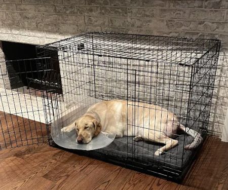 Dallas Veterinary Surgical Center (DVSC) - Grapevine