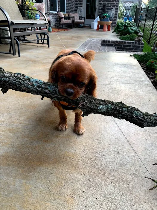 Dallas Veterinary Surgical Center (DVSC) - Grapevine Picture 6