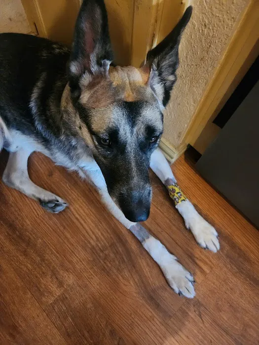 Dallas Veterinary Surgical Center (DVSC) - Grapevine Picture 8