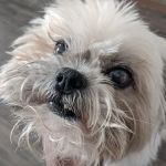 Animal Ophthalmology Clinic