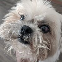 Animal Ophthalmology Clinic ico