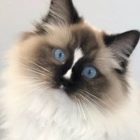 Kitten to Cat Hospital ico