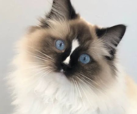 Kitten to Cat Hospital
