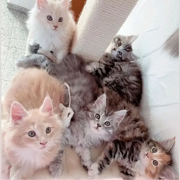 Kitten to Cat Hospital Picture 5