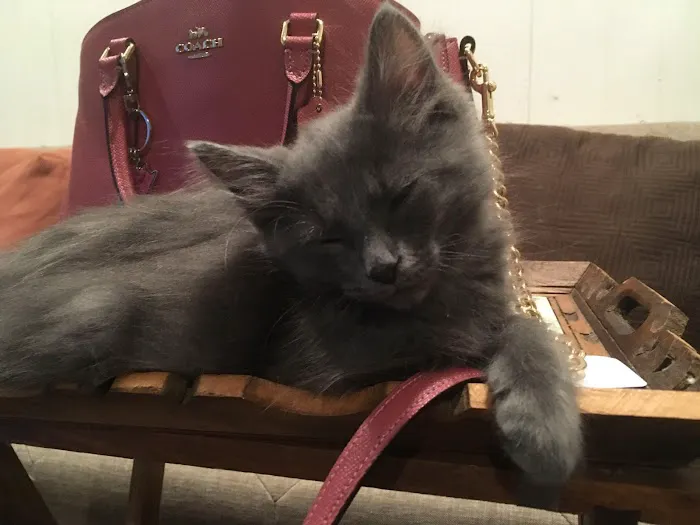Kitten to Cat Hospital Picture 7