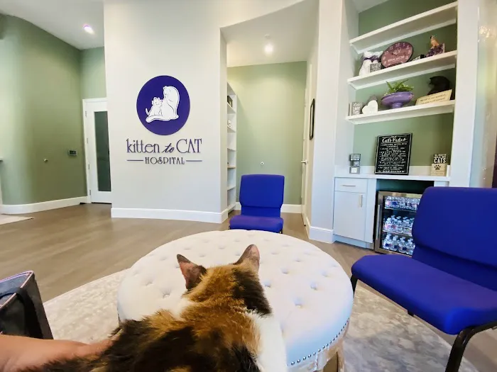 Kitten to Cat Hospital Picture 10