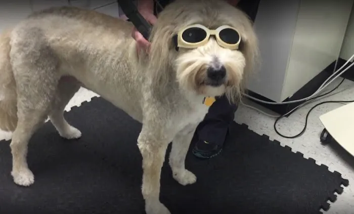 Animal Healthcare Clinic of Southlake Picture 1