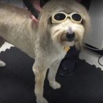 Animal Healthcare Clinic of Southlake