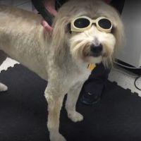 Animal Healthcare Clinic of Southlake ico