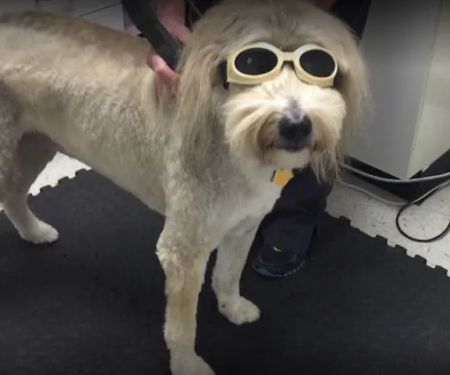 Animal Healthcare Clinic of Southlake