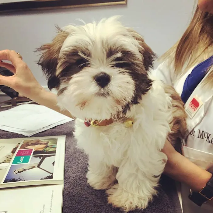 Animal Healthcare Clinic of Southlake Picture 6