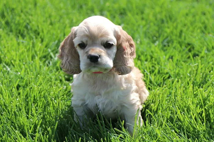 Animal Healthcare Clinic of Southlake Picture 8