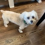Golden Triangle Animal Hospital