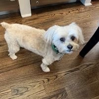 Golden Triangle Animal Hospital ico