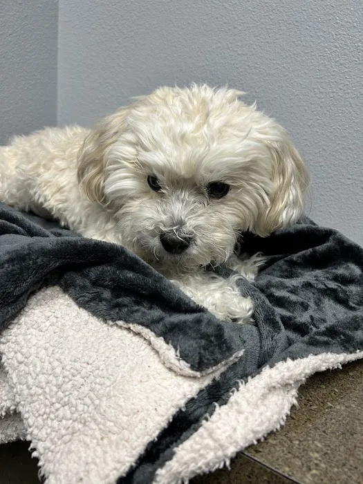 Golden Triangle Animal Hospital Picture 2
