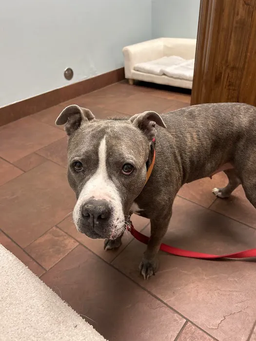 Golden Triangle Animal Hospital Picture 8