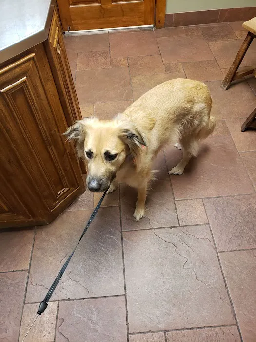 Golden Triangle Animal Hospital Picture 7