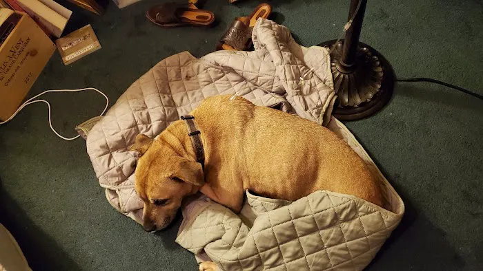 Golden Triangle Animal Hospital Picture 5