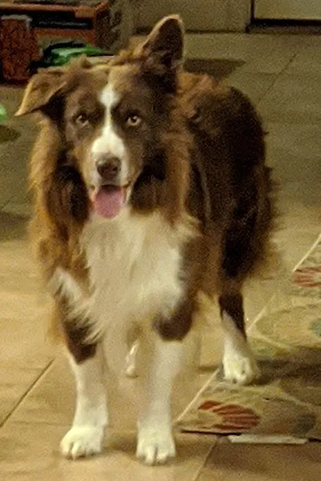 Banfield Pet Hospital Picture 7