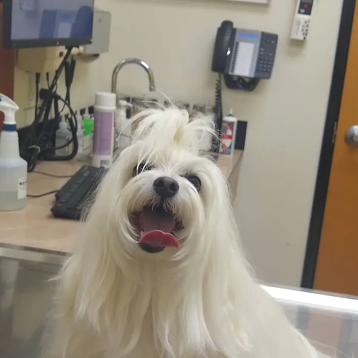 Banfield Pet Hospital Picture 9