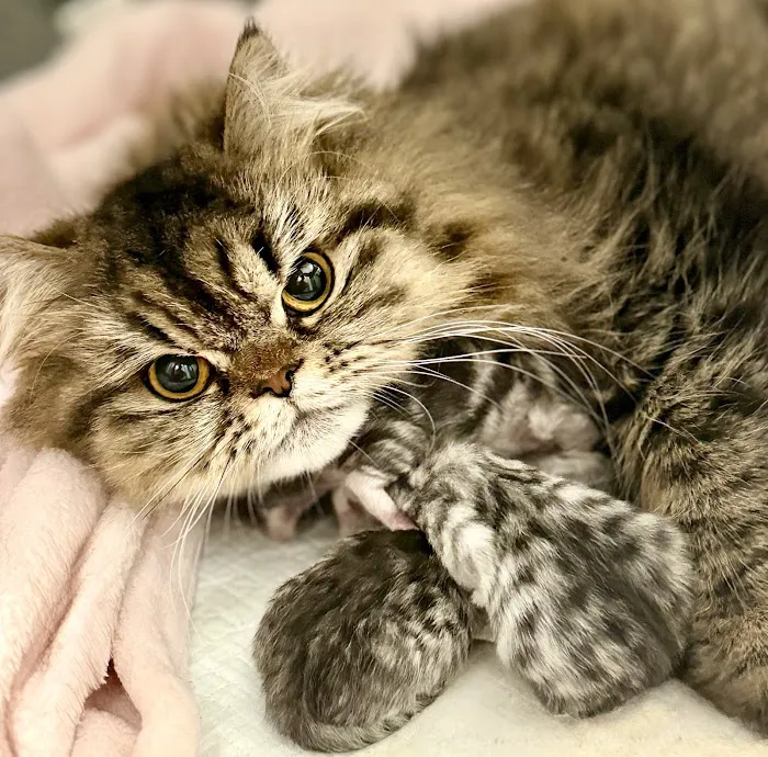 Cornerstone Animal Hospital Picture 8