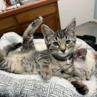 Family Pet Clinic of Grapevine ico