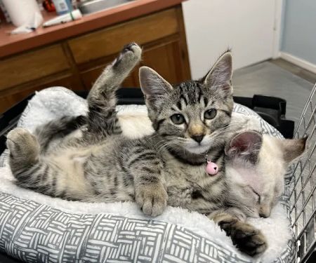 Family Pet Clinic of Grapevine
