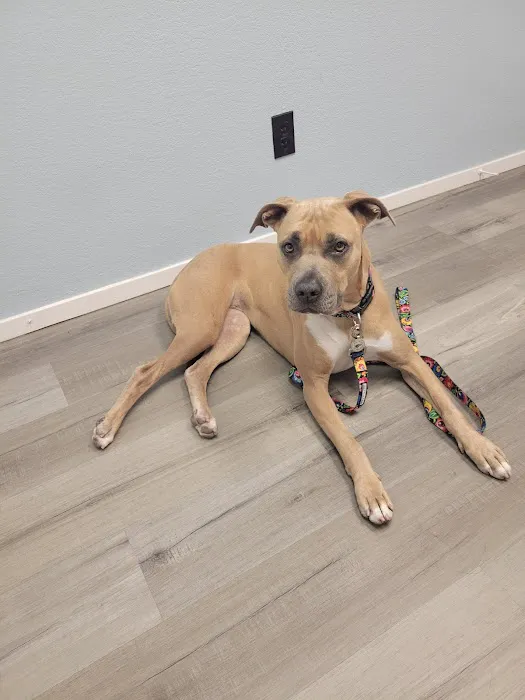 Family Pet Clinic of Grapevine Picture 6