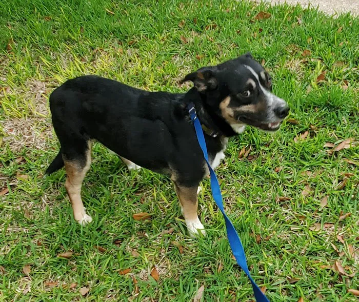 Banfield Pet Hospital Picture 5