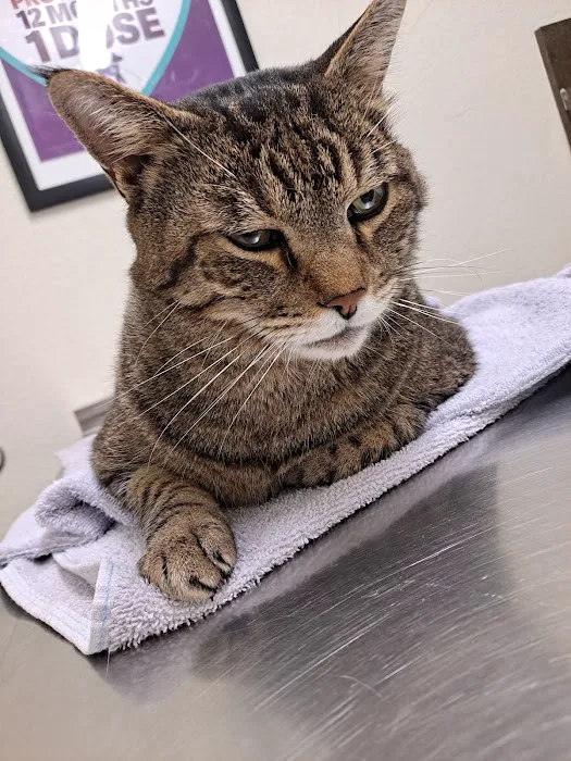 Penny Paws Animal Hospital - Richland Hills Picture 1