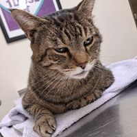 Penny Paws Animal Hospital - Richland Hills ico