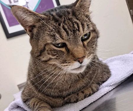 Penny Paws Animal Hospital - Richland Hills