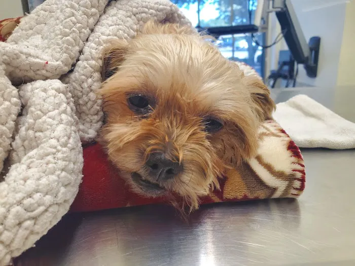 Penny Paws Animal Hospital - Richland Hills Picture 3