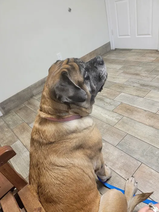 Penny Paws Animal Hospital - Richland Hills Picture 5
