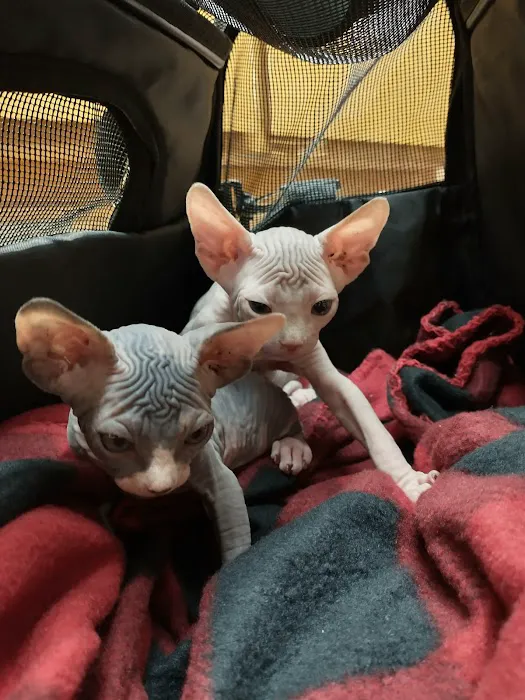 Davis Boulevard Animal Clinic Picture 3