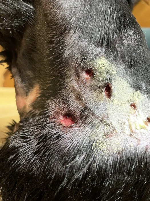 Davis Boulevard Animal Clinic Picture 2