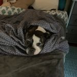 Davis Boulevard Animal Clinic