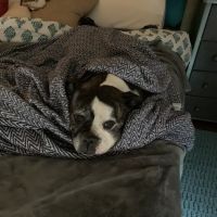 Davis Boulevard Animal Clinic ico